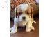 PoulaTo: Cavalier King Charles Spaniel